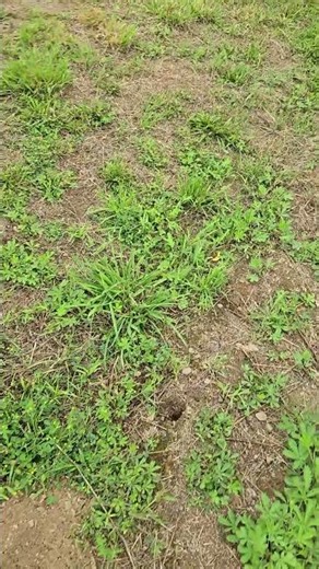 Signs of Gopher Activity