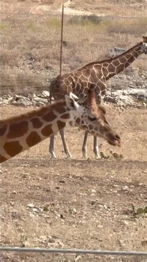 “Mr. Tambourine Man” Leads These Gentle Giraffes on a Peaceful Stroll! 🦒🎶