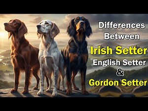 Irish Setter vs English Setter vs Gordon Setter — What’s the REAL Difference