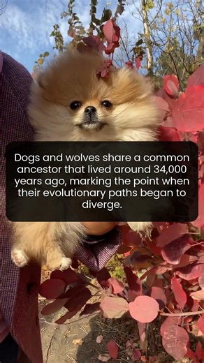 Explore the incredible journey of dogs diverging from wolves over thousands of years