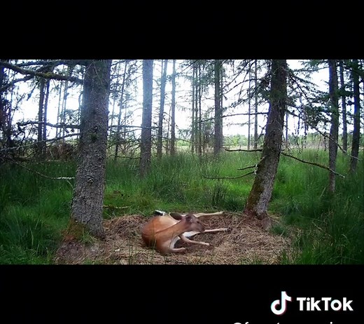 American Black-Tail Deer Birth in the Wild