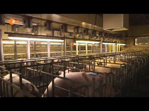 ZDF: Tierfabrik Deutschland