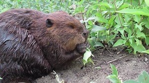 The first two years that I followed beavers, I often visited a beaver family in a pond not far from the river. The beaver in this video, who we named Momma Beaver, was very comfortable with me being close by while she did her beaver business. This video gives a close-up look as Momma Beaver was dining on greenery near the hospital. The pond beavers abandoned their home in the summer of 2022, presumably because they were getting low on the type of trees they needed to harvest for their winter foo