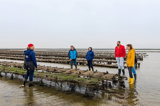 Oyster Farm Tasting Tour in Baie des Veys - Normandy Tourism, France