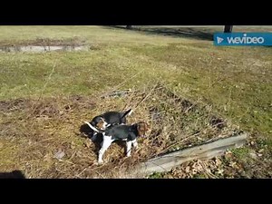 Training coon dog pups part 1