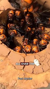 215K views · 1.1K reactions | Wasps Hives #facts | Fact Mentor | Facebook