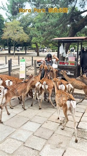 Nara Park #奈良公園 #日本 #narapark