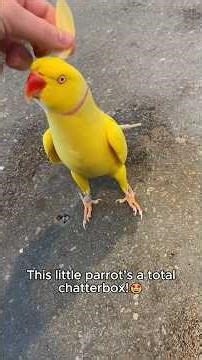 Parrots are hilarious 😆 #funny #funnyvideos #compilation #birds