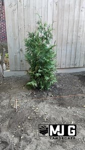 13 shares | Raising grade and planting Green Giant arborvitae! #Landscaping #OutdoorLiving #LandscapeDesign #YardTransformation #DreamYard #LandscapeContractor | MJ Golden Landscape | Facebook