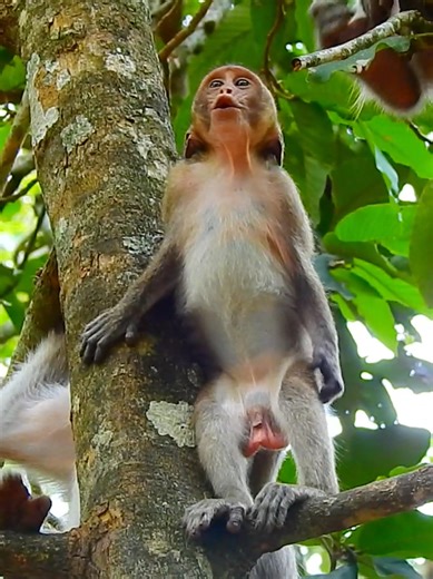 Poor but funny little monkey stand up two legs from above tree cry drama hope mom could hear him | Monkey TV7