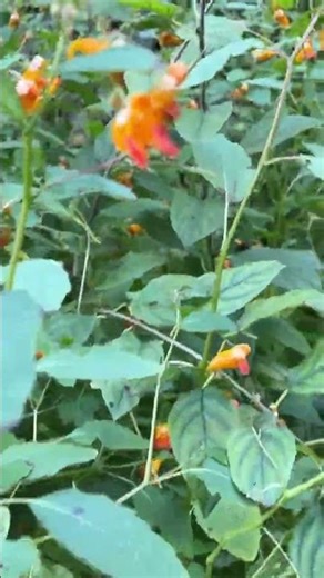 Cool Jewel Weed❤️