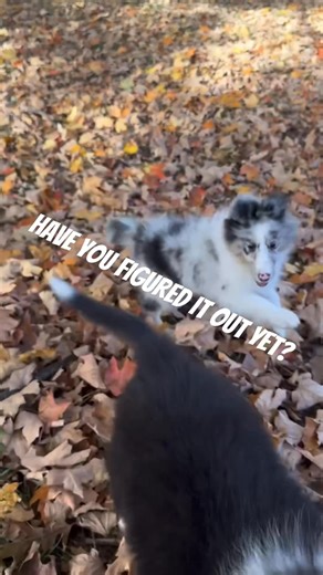 62K views · 1.8K reactions | The Collie and Sheltie. www.ThunderstruckCollies.net | ThunderstruckCollies | Facebook