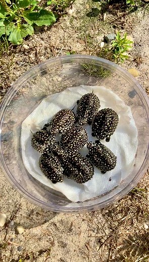 A bowl of LIVING TREASURES! 😳 Baby Indian spotted pond turtles. | Garden State Tortoise