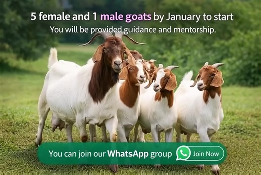 1.1K views · 8 comments | BEST GOAT DEWORMERS EVERY FARMER SHOULD...