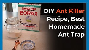 Best Homemade Ant Bait | Borax For Ants