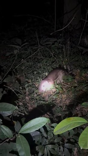 paca foi filmada por aventureiro na selva #animais #natureza #selva
