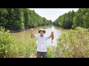 Thomas Egli on Restorative Mangrove Shrimp Farming
