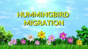 When do hummingbirds come to Alabama?