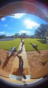 19K views · 19 reactions | Amazon Prime Same day delivery… of nightmares The videos are made using AI for your entertainment | NickAntonyan | Facebook