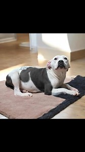 🚨 GIVEAWAY TIME, YOU NOSY GUESSSERS 🚨 Mama Mona was recently pulled from a rural pound and came with a little extra baggage. As much as our president desperately hoped this was just ✨intestinal parasites✨… 🚫❌ WRONG ❌🚫 It’s little bitty baby dogs. ✨Buns. In. The. Oven.✨ We don’t know exactly when Mona will deliver, but we’re guessing about a week or so from now. Until then, let’s do what the internet does best: 👉 GUESS THINGS LOUDLY. 💥 HOW MANY PUPPIES IS MONA COOKING? 💥 Drop your guess in