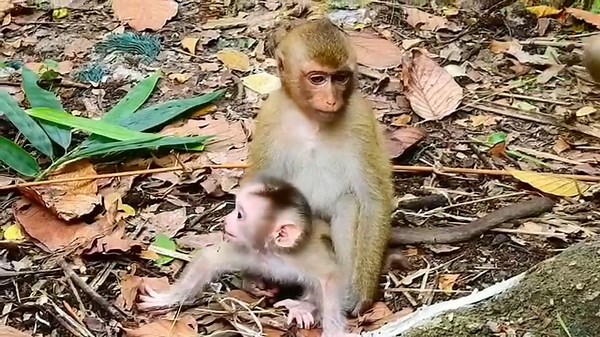 💖 Little girl Rainbow takes care of her little brother Leo💖. | Stop Abuse to Baby Monkeys