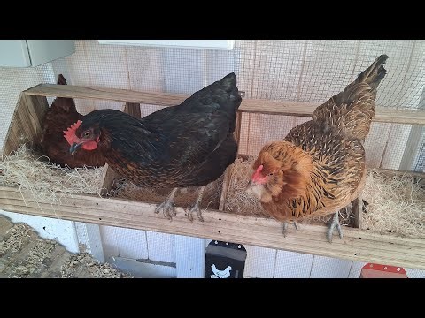 Chickens laying eggs - Chicken Cam