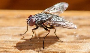 House flies: How to repel insects from the home