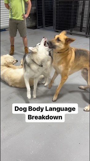 237K views · 7.4K reactions | This was a great interaction between Hank the German Shepherd and Brodey the Husky. | Vermont Dog Trainer | Facebook