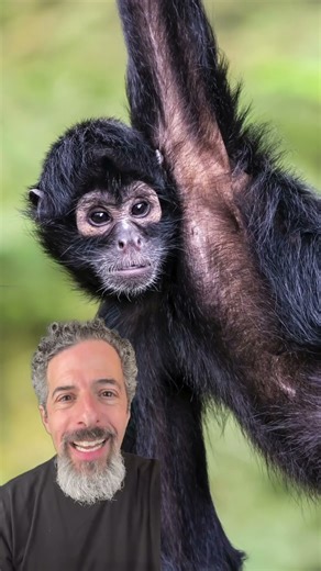 Funky Monkey Song 🐒 Sing Along for Kids | Funny Monkey Music | Baby & Toddler Short