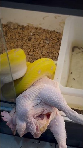 11 foot Python SMACKS an Old CHICKEN !! 🐓🐍
