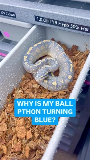 Why Is My Ball Python Turning Blue🤔💙🫶