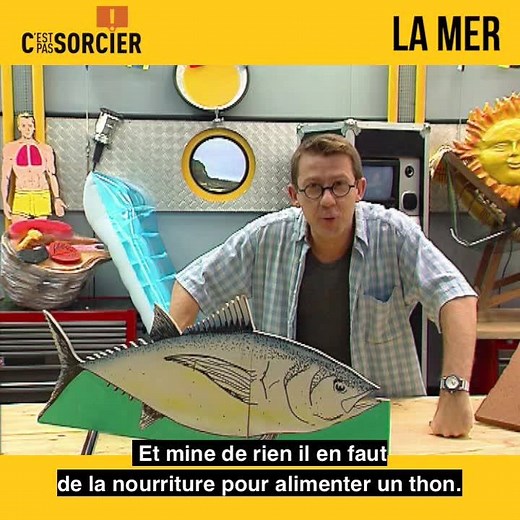 Respirer dans l'eau, c'est pas la mer à boire ! Oui mais comment nos amis marins y parviennent-ils ? Réponse ici ! | C'est pas sorcier