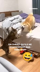 77K views · 221 reactions | Nous avons souvent entendu dire que les chiens et les chats ne s’entendent pas très bien, et cela est parfaitement illustré ici.  | Positif | Facebook