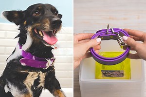 298K views · 10K reactions | Epoxy sculpture of dog memory  | Nice Advice | Facebook