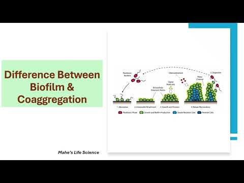 Difference Between Biofilm & Coaggregation
