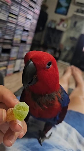 Don't want the lollies mum. Just want to lick your fingers... lolz 🤣🙃😂#rubytheeclectusparrot #parrotlover #cutebird #parrot_life #birdlovers | Ruby the Eclectus Parrot