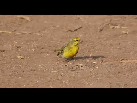 坦桑尼亞 白腹絲雀 White-bellied Canary