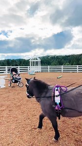 Teaching my Mini Horse to Pull a Cart! 🐴 | Star Point Horsemanship
