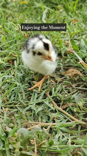 This Chick Looks So Peaceful Today 💛🐥 #shorts