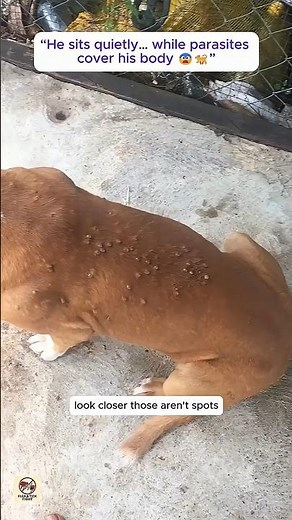 Dog Covered in Ticks 😱 | Severe Tick Infestation on Short-Haired Dog (What Would You Do?)