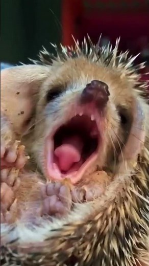 Hedgehogs Are Way More Terrifying Than You Think