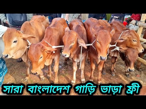 ২১/০২/২৬/ প্রচুর চাহিদা সম্পূর্ণ শাহীওয়াল জাতের ৭ পিচ ষাঁড় বাছুর গরু কিনলে সরা দেশ গাড়ি ভাড়া ফ্রী