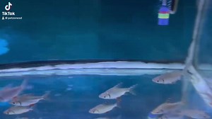 "Effortlessly elegant, the Flagtail Prochilodus (Semaprochilodus insignis) showcases its distinctive fin markings as it navigates the currents of South American rivers. Its flag-like tail and iridescent scales catch the light, creating a mesmerizing display that's a true testament to nature's artistry." | Pet Zone Tropical Fish, San Diego, California