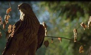 Goshawk high-speed flight through woodland (video)