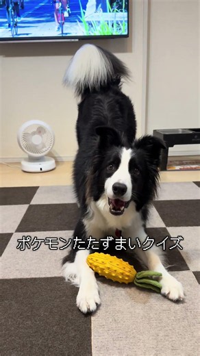 ポケモンたたずまいクイズ！これなーんだ！#ポケモン#ボーダーコリー#bordercollie #犬#pokemon