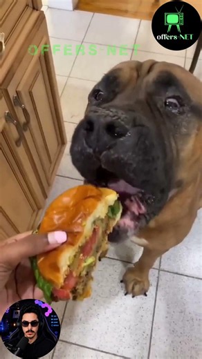 Funny Dogs Eating Too Fast | Hilarious Dog Moments