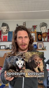 302K views · 11K reactions | possum and opossum are the same but different 勞 #reels #possum #opossum #todayilearned #difference #australia | Sidneyraz | Facebook