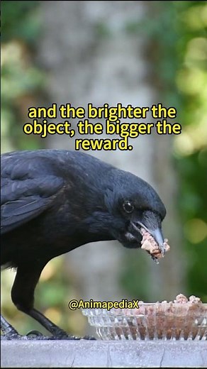 Crows Trained to Steal Shiny Objects 🪙🐦