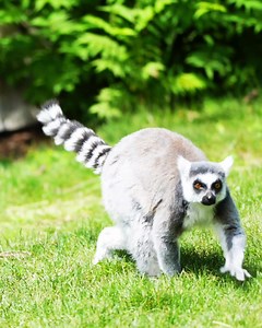 Embark on a wild adventure into Destination Africa at the zoo. Visit iconic animals from the other side of the globe. | The Calgary Zoo