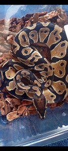Un python royal dans la nature à Saintes, sa propriétaire très inquiète
